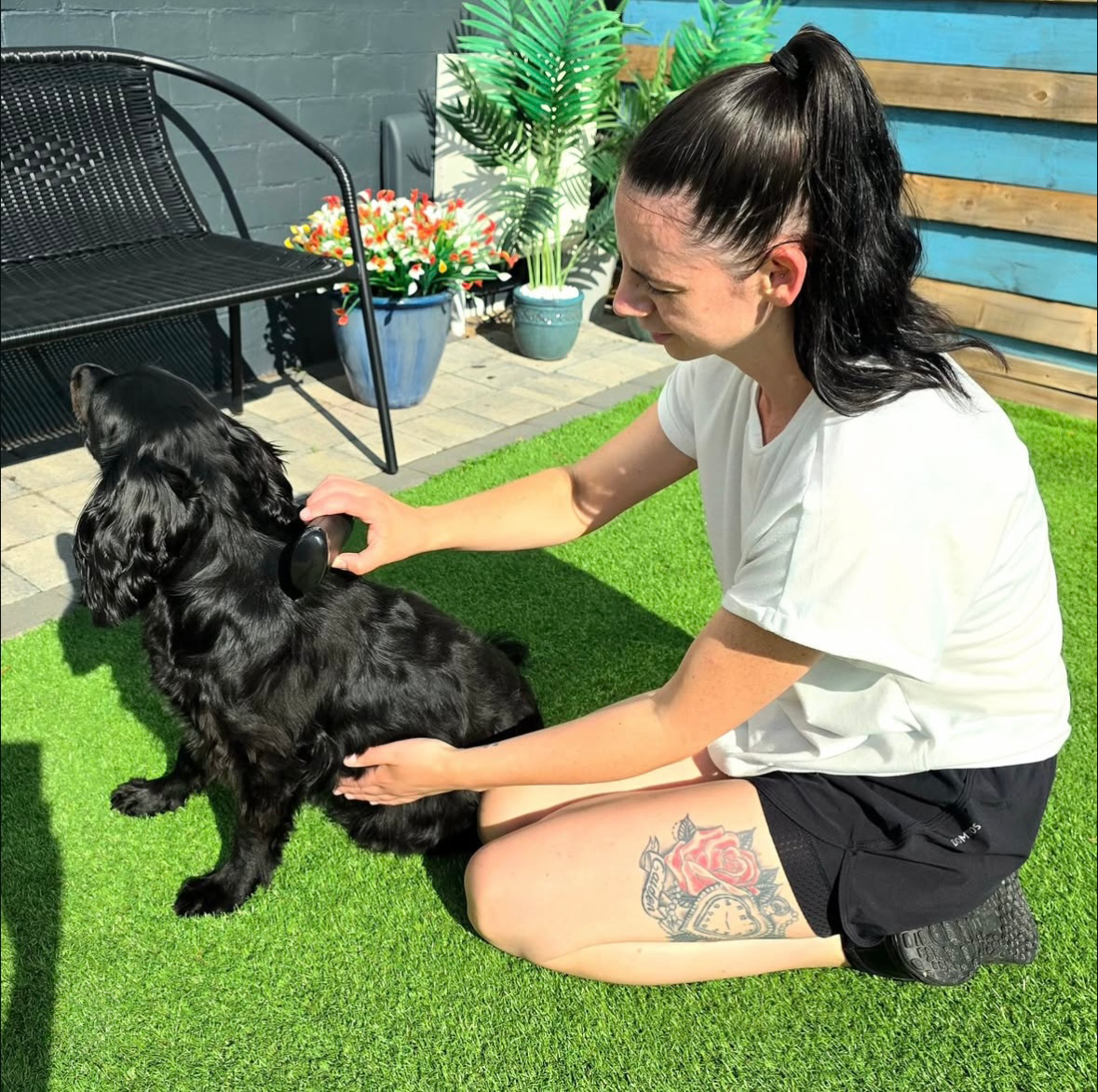 Person brushing a black dog on artificial grass with plants and a bench nearby.