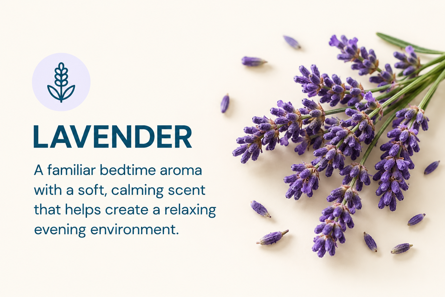 A bunch of lavender sprigs next to text describing its calming scent for bedtime.