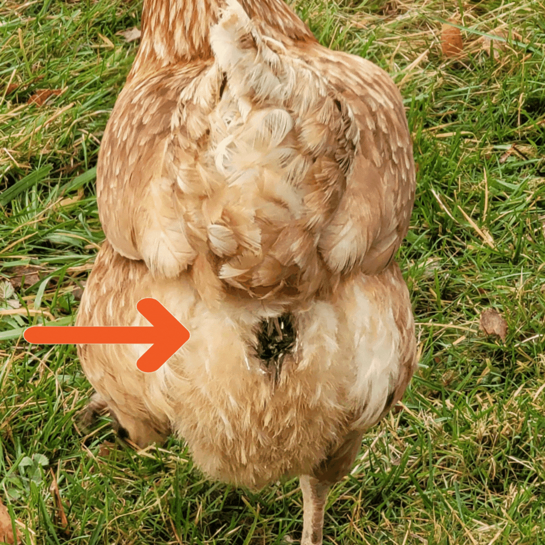 A chicken with an arrow pointing to a spot on its back.
