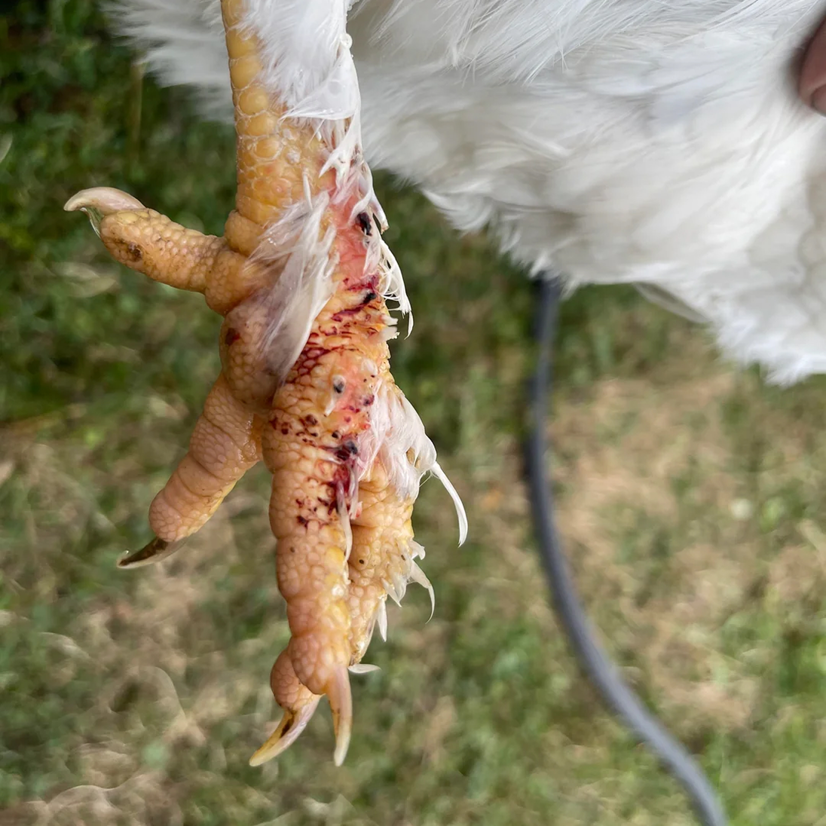 Injured chicken foot with visible cuts and feathers.