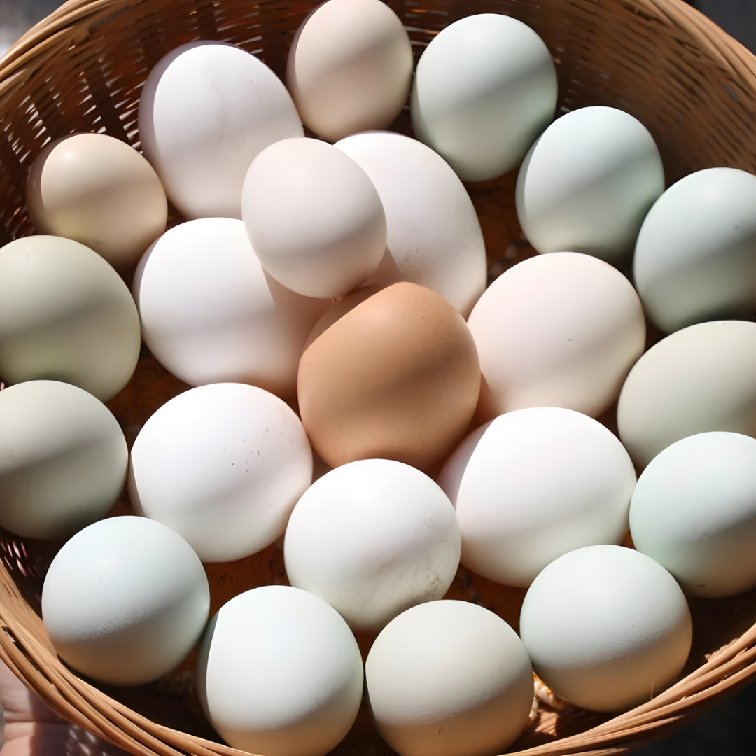 Basket filled with white and one brown egg.