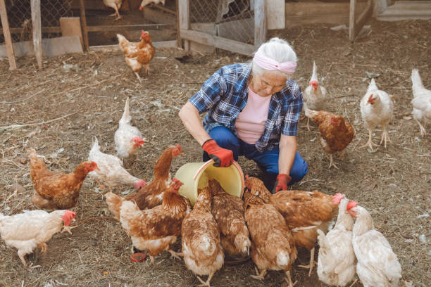 Person feeding a group of chickens outdoors on a farm.