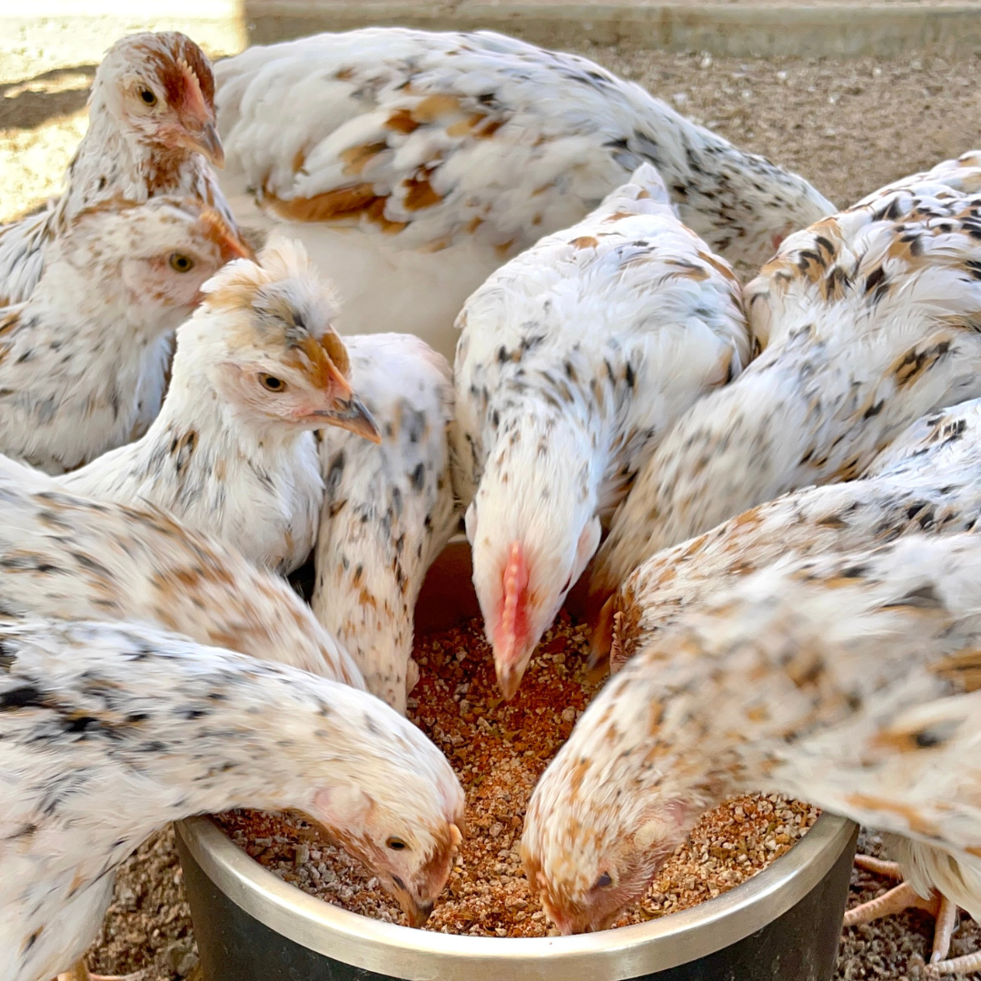 Several white and speckled chickens eating from a large bowl.
