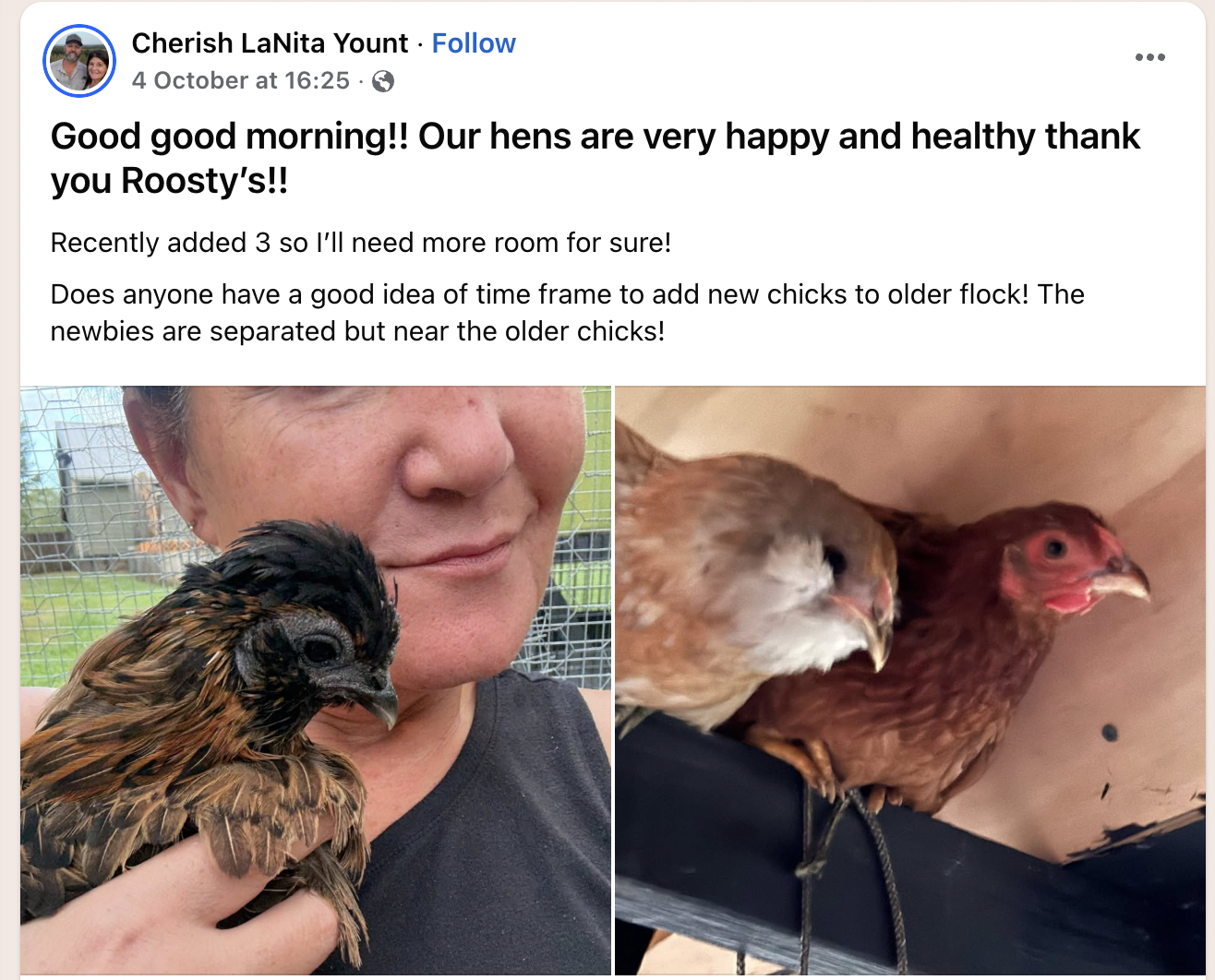 Person holding a hen and two other hens perched nearby.