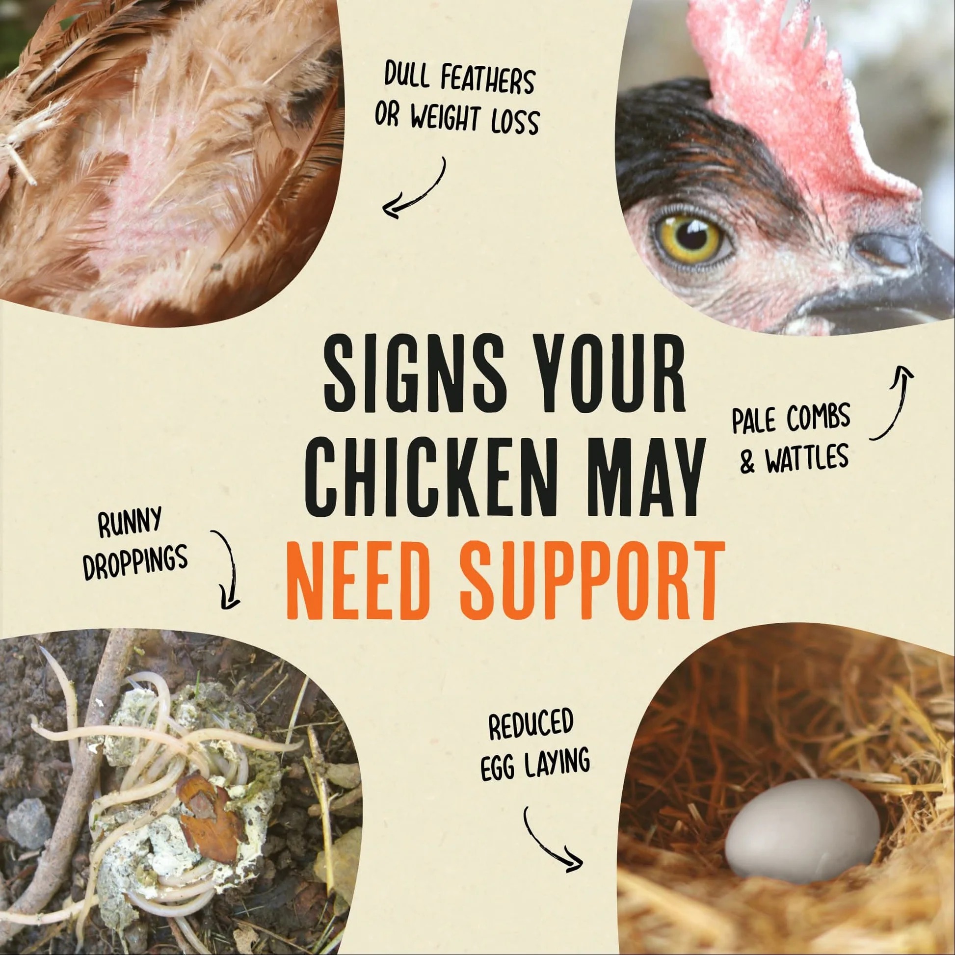 An infographic showing signs a chicken may be unwell, with photos illustrating symptoms like feather loss.
