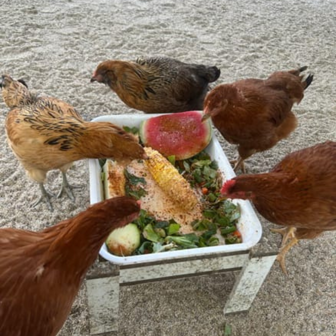 Five chickens eating from a tray of mixed food scraps.