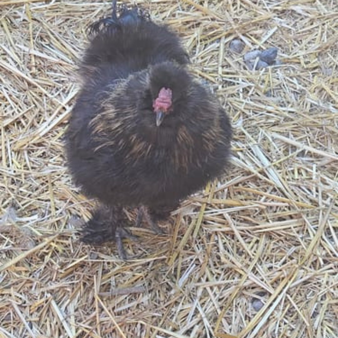 A fluffy black chicken standing on straw-covered ground.
