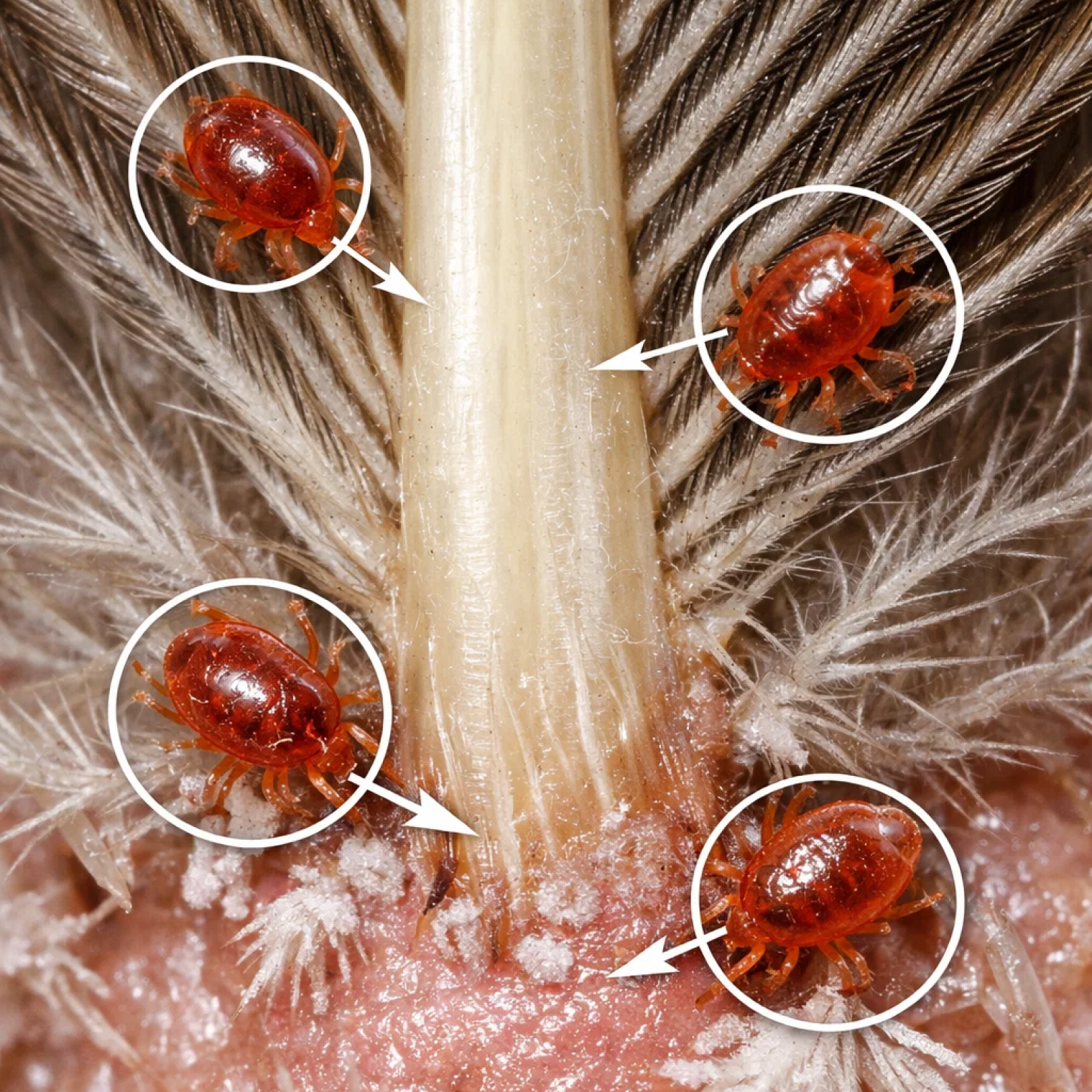A close-up of four red mites, circled, on a bird's skin at the base of a feather.