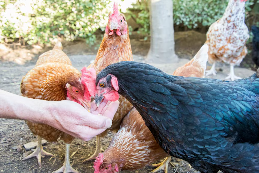 Person feeding a group of chickens outdoors.