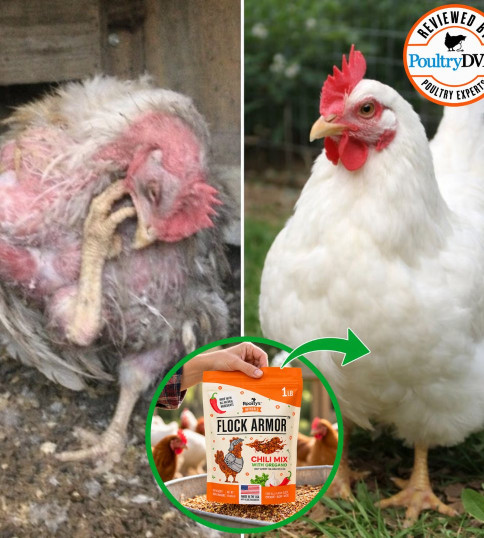 A before-and-after comparison showing a sickly chicken on the left and a healthy chicken on the right.