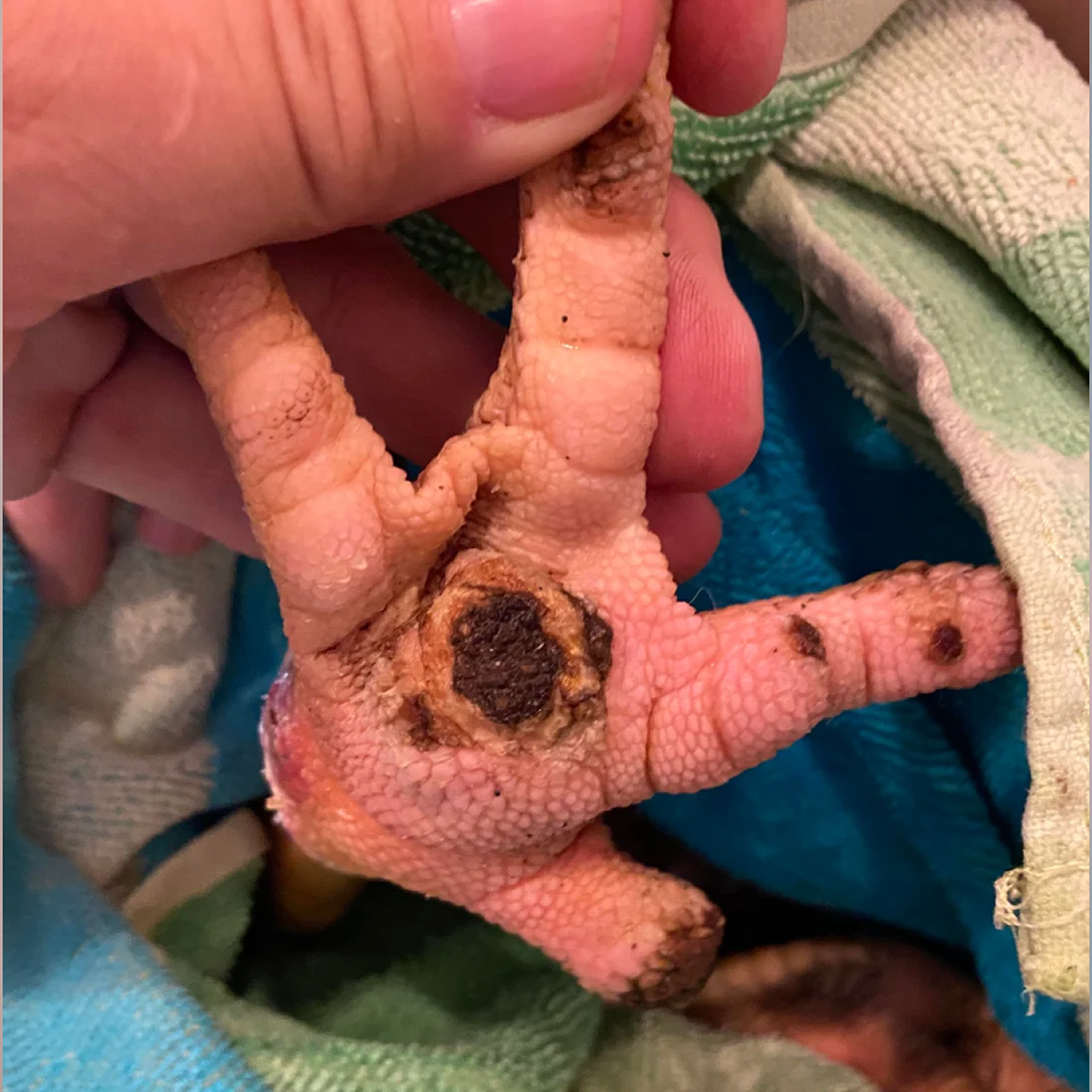A hand holding a bird's foot with a visible dark spot.