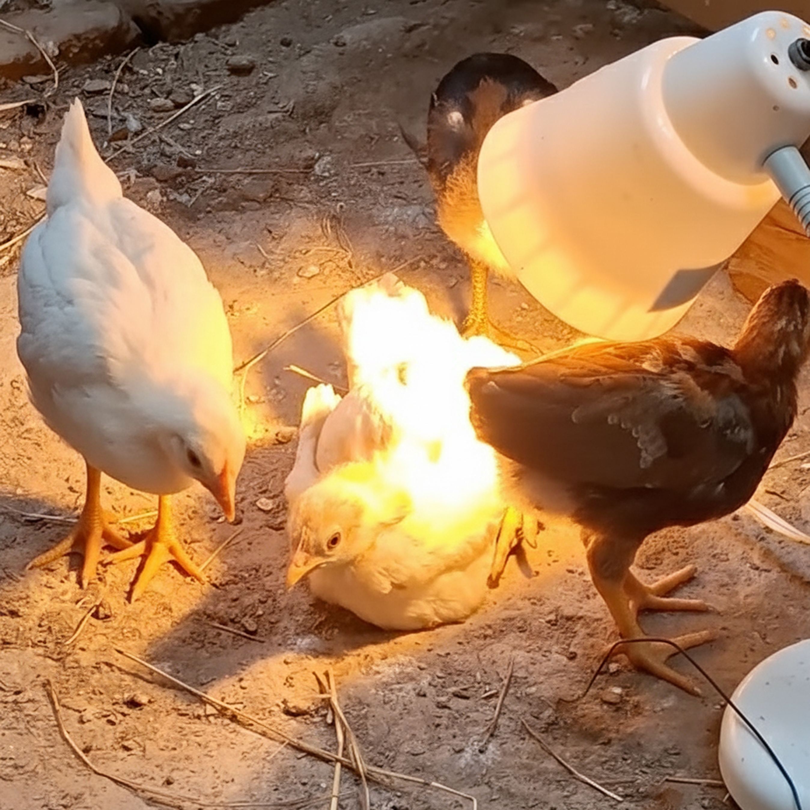 Chickens gathering under a heat lamp on a dirt floor.