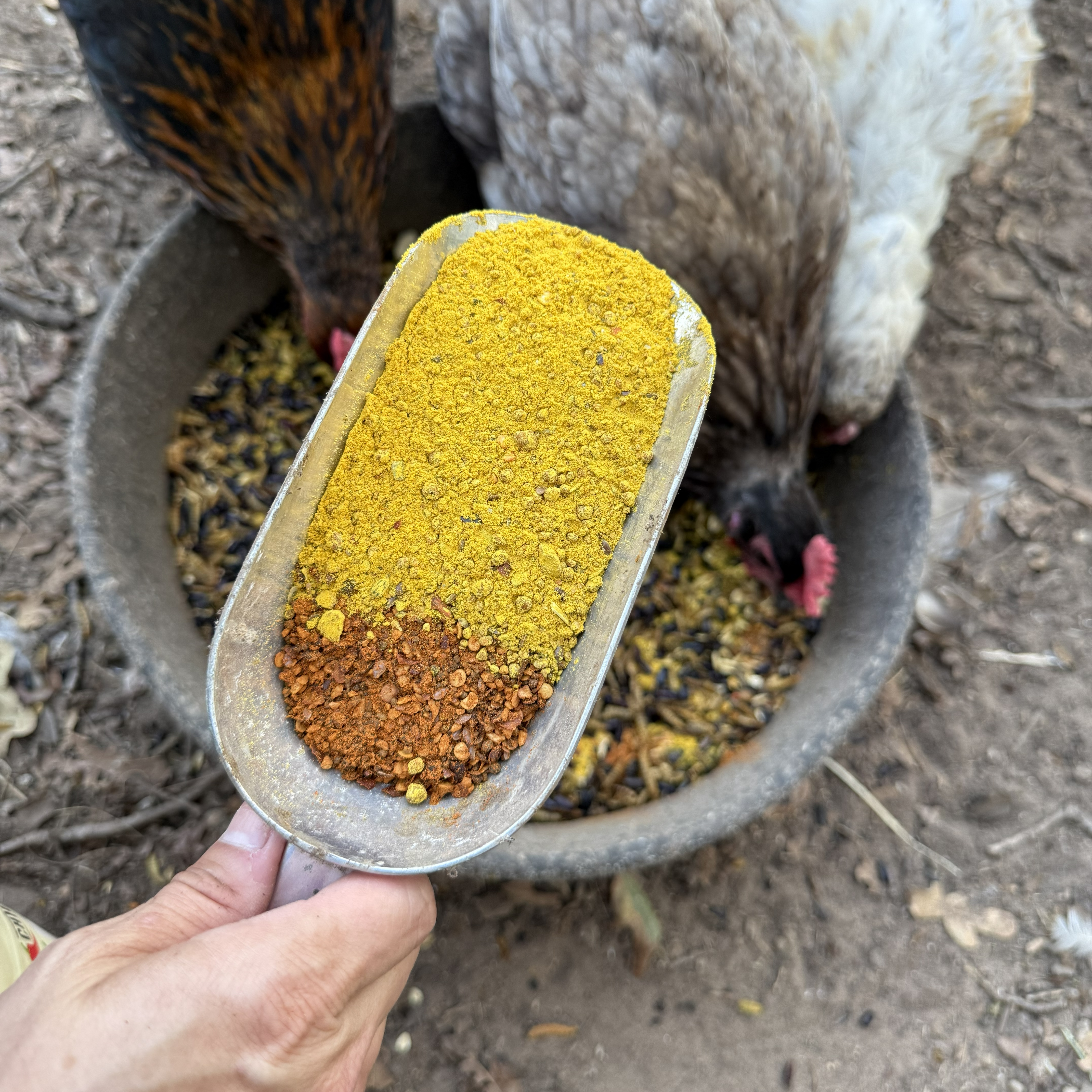 A hand holds a scoop of yellow and red powdered feed over chickens eating from a bowl.
