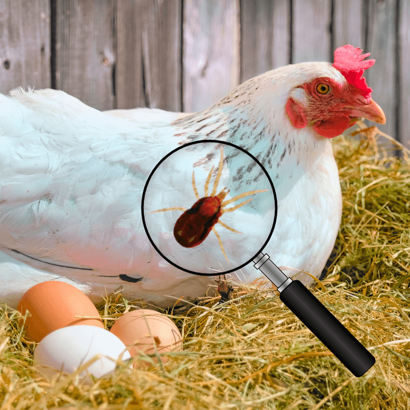 Chicken on hay with eggs and a magnified view of a mite.