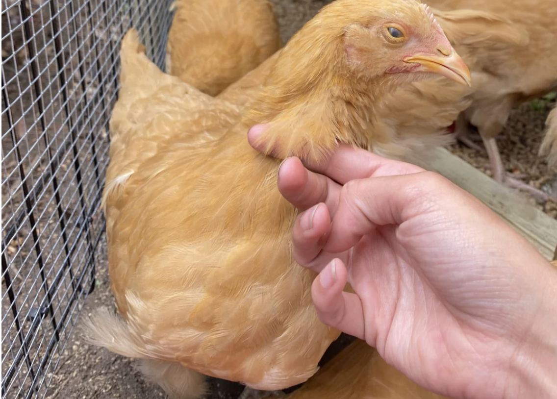 Person gently holding a hen by the feathers.
