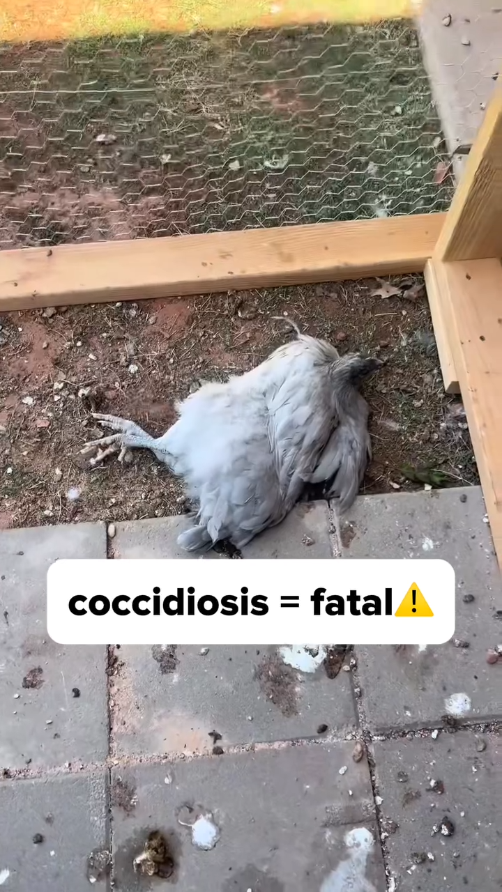 A deceased grey chicken lying on the ground next to a wire fence enclosure.