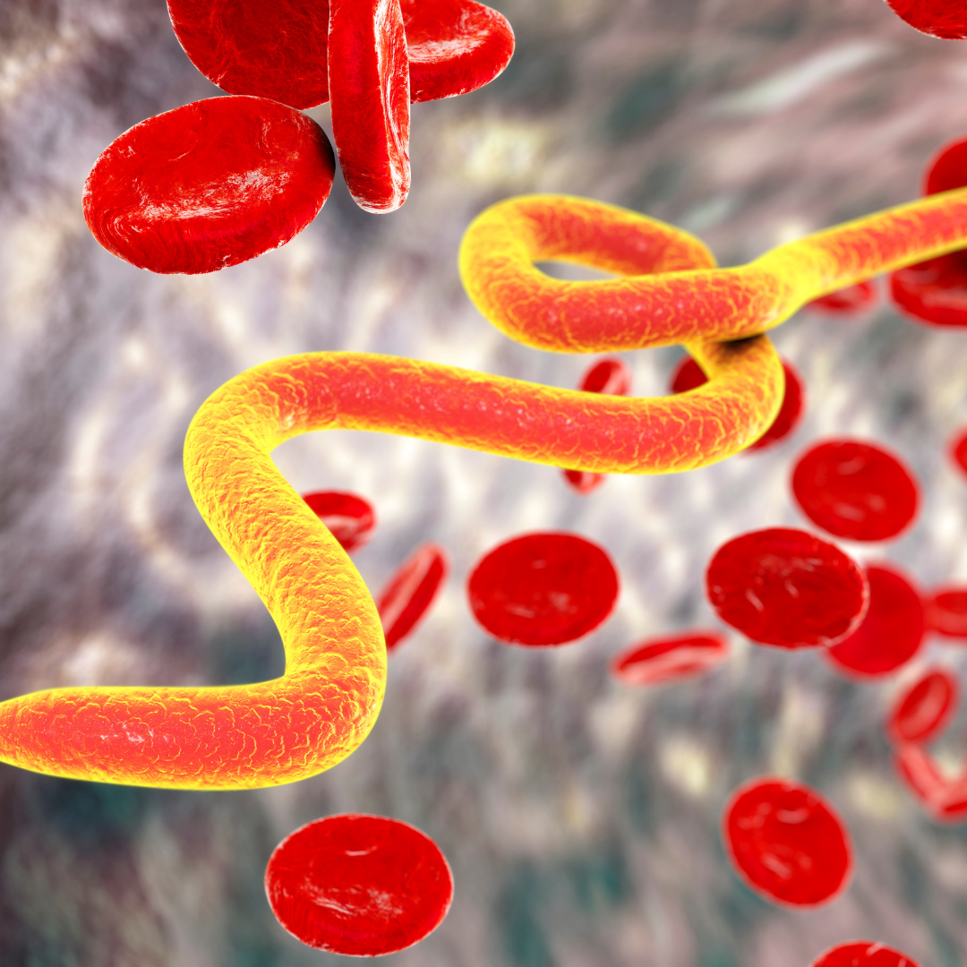 Worm-shaped organism surrounded by red blood cells in a microscopic view.