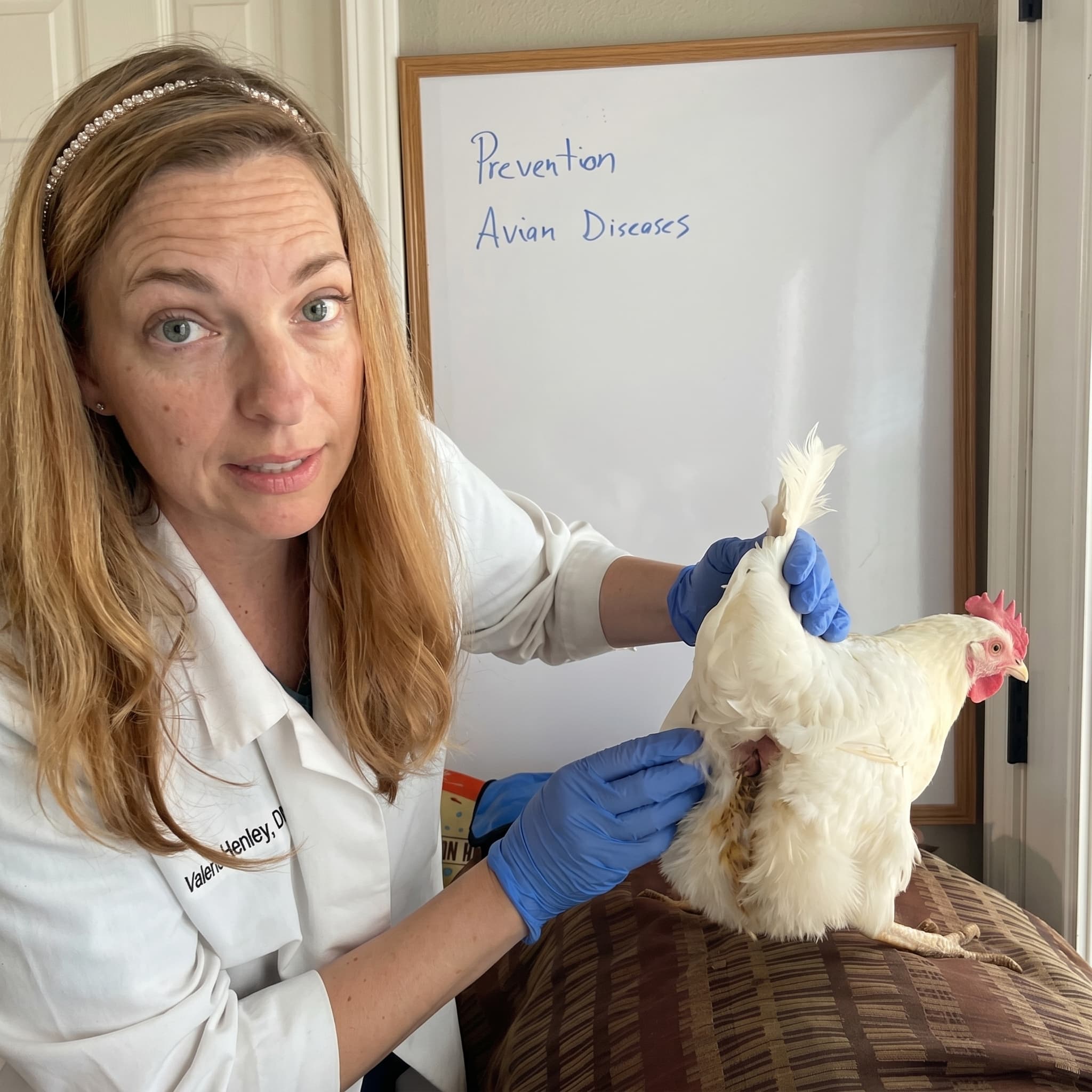 A veterinarian in a white lab coat examines a white chicken in front of a whiteboard.