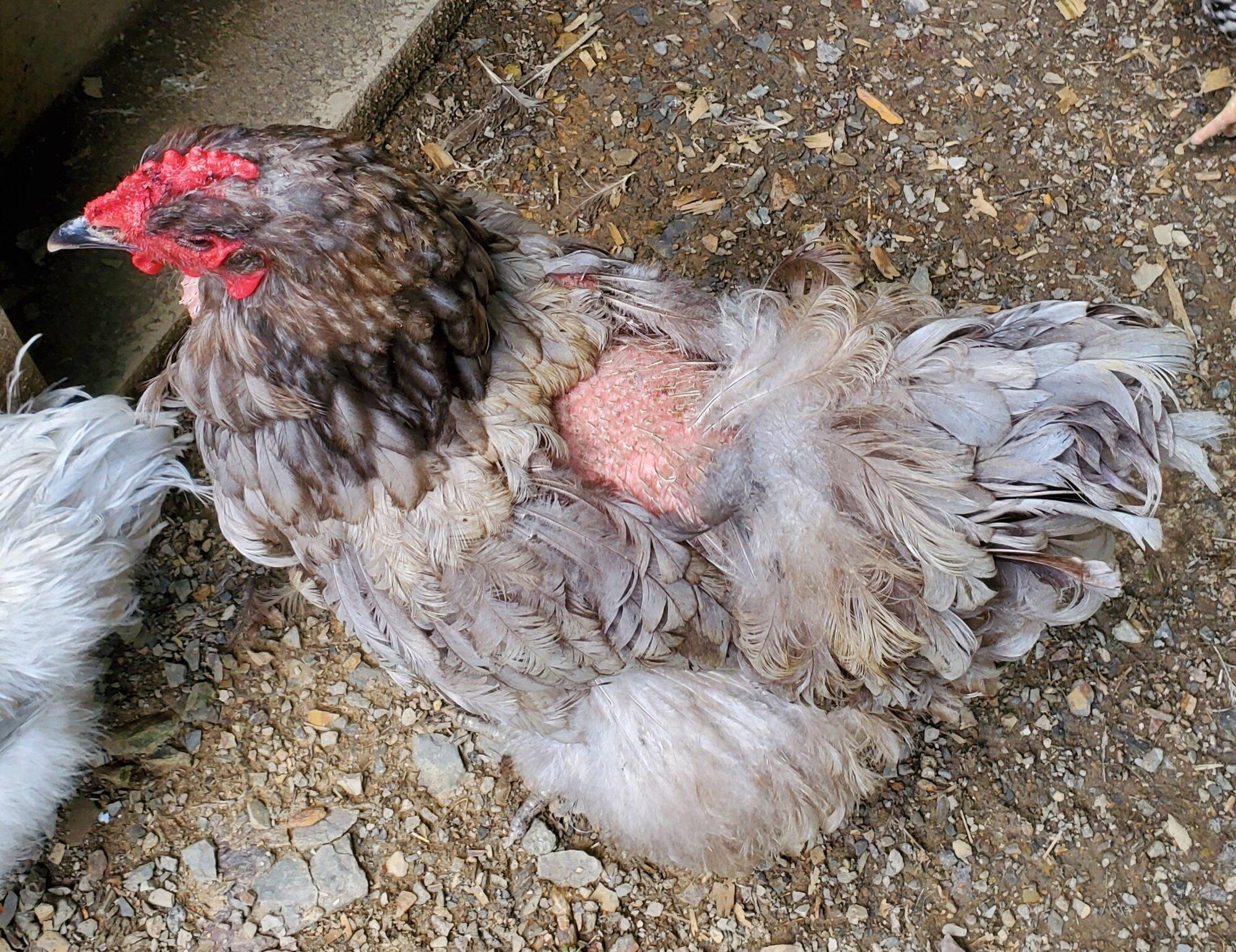 A chicken with clear feather loss