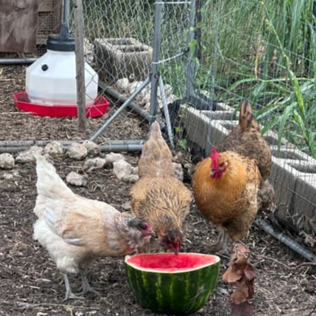 Four chickens eating from a halved watermelon in a fenced area.