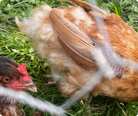A close-up of two chickens on grass, viewed through the links of a wire fence.