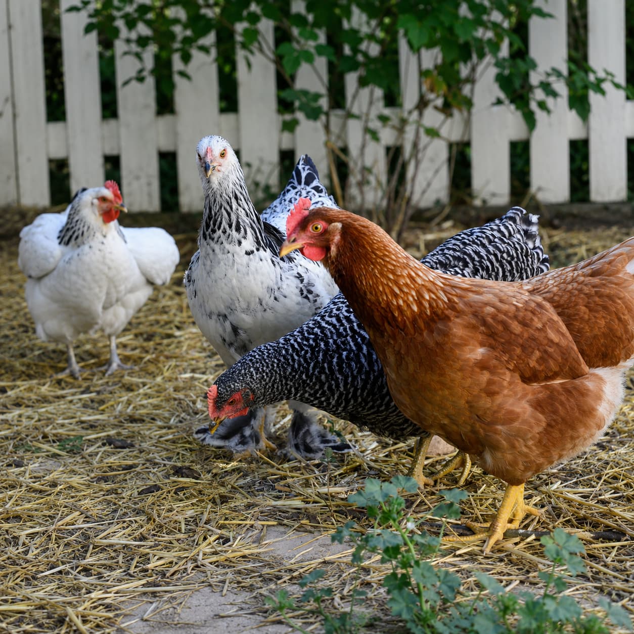 A group of four chickens with different colored feathers standing on straw in front of a white fence.