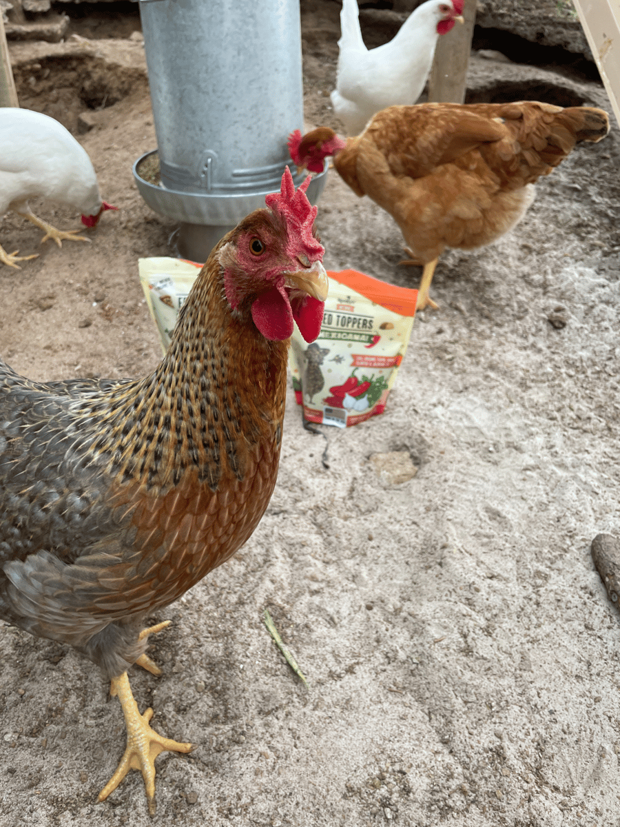 Descriptive image text here