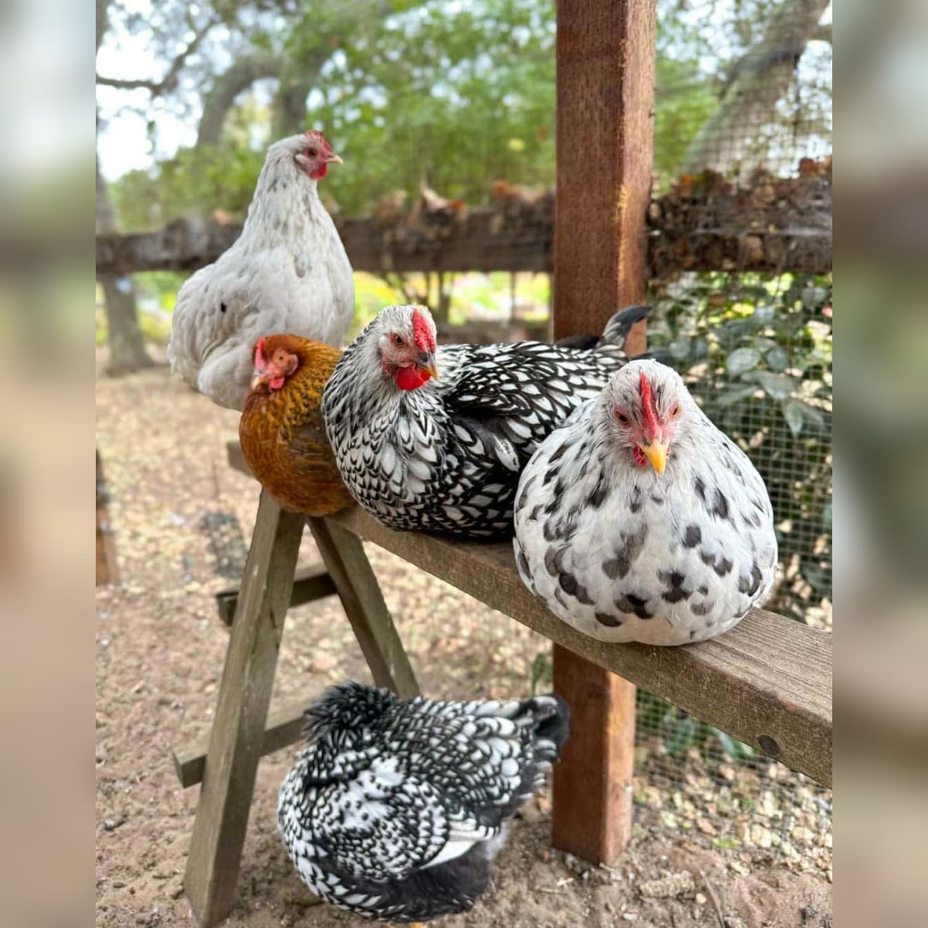 Five chickens of different colors and patterns are perched on and around a wooden structure outdoors.