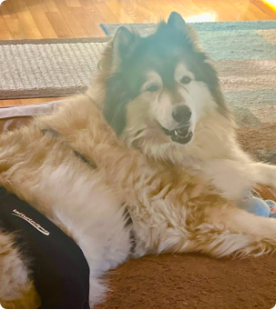 Fluffy dog lying on a rug, looking towards the camera.
