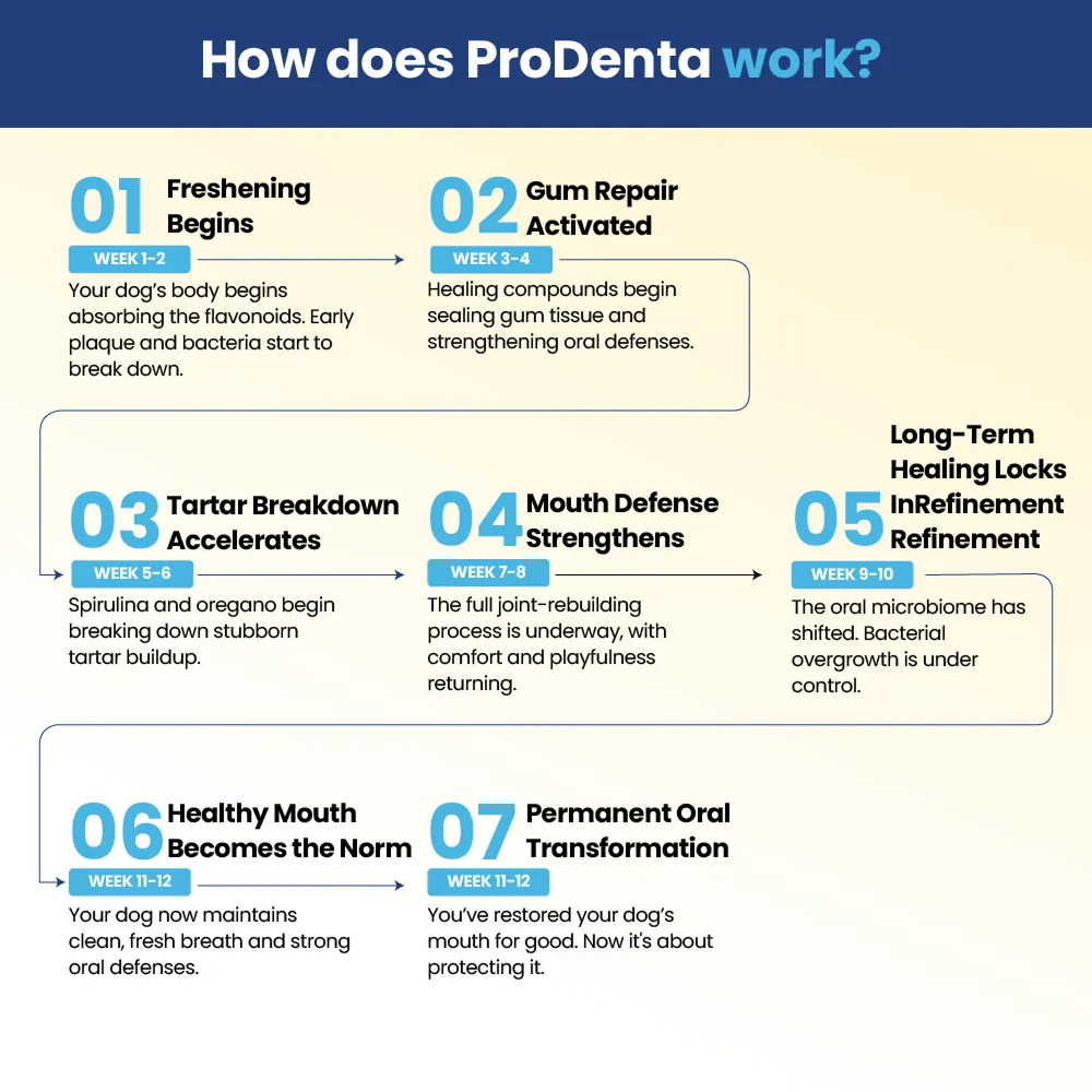 Infographic detailing a 12-week ProDenta oral health program for dogs.
