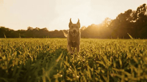What Would You Pay to See Your Dog Run Again?