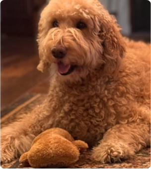 Fluffy dog lying on a rug with a plush toy.