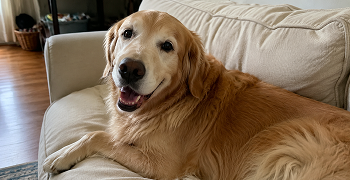 An older golden retriever dog lies on a light-colored couch, looking at the camera and smiling.