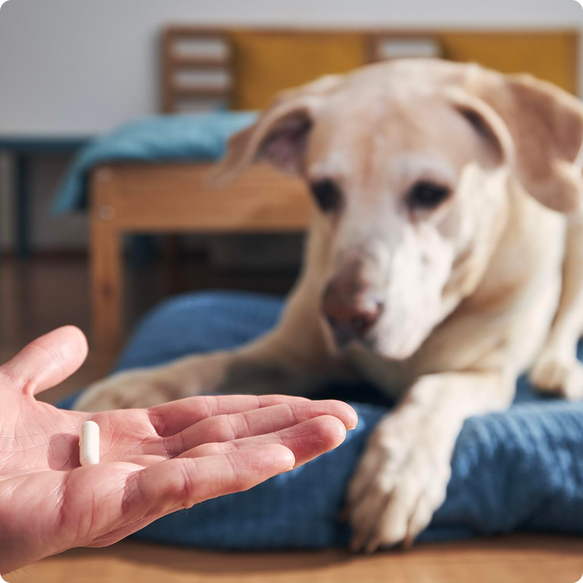 A person's hand holding a white pill in front of a yellow dog lying on a blue mat.