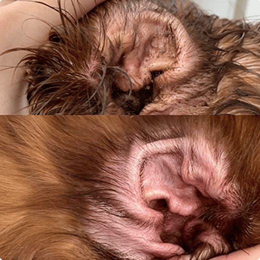 Dog ear before and after
