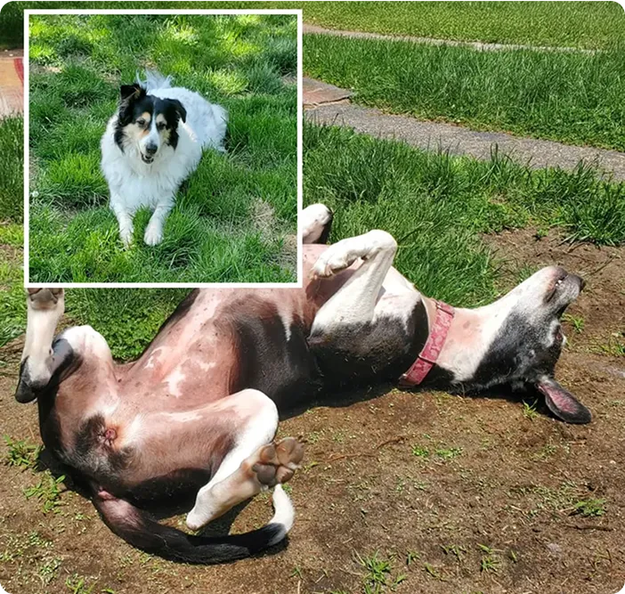 Two dogs in a yard, one lying on its back, the other sitting in grass.