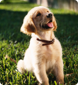 Golden retriever puppy sitting on grass with tongue out.
