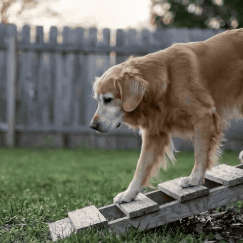 Why Glucosamine and Chondroitin Chews Never Fix This