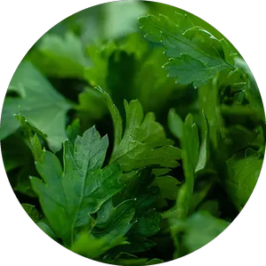 A close-up, circular-cropped image of fresh green parsley leaves.