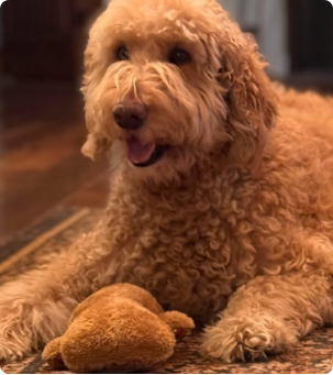 Curly-haired dog lying on a rug with a plush toy.