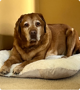 A brown dog lying on a white cushion indoors.