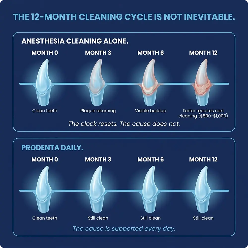 Infographic comparing plaque buildup on a tooth over 12 months with and without daily Prodenta use.