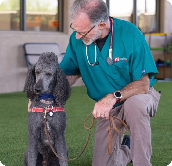 A veterinarian in green scrubs kneels to examine a grey poodle on an artificial turf lawn.