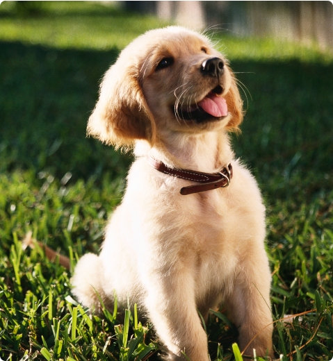 Golden retriever puppy sitting on grass with tongue out.