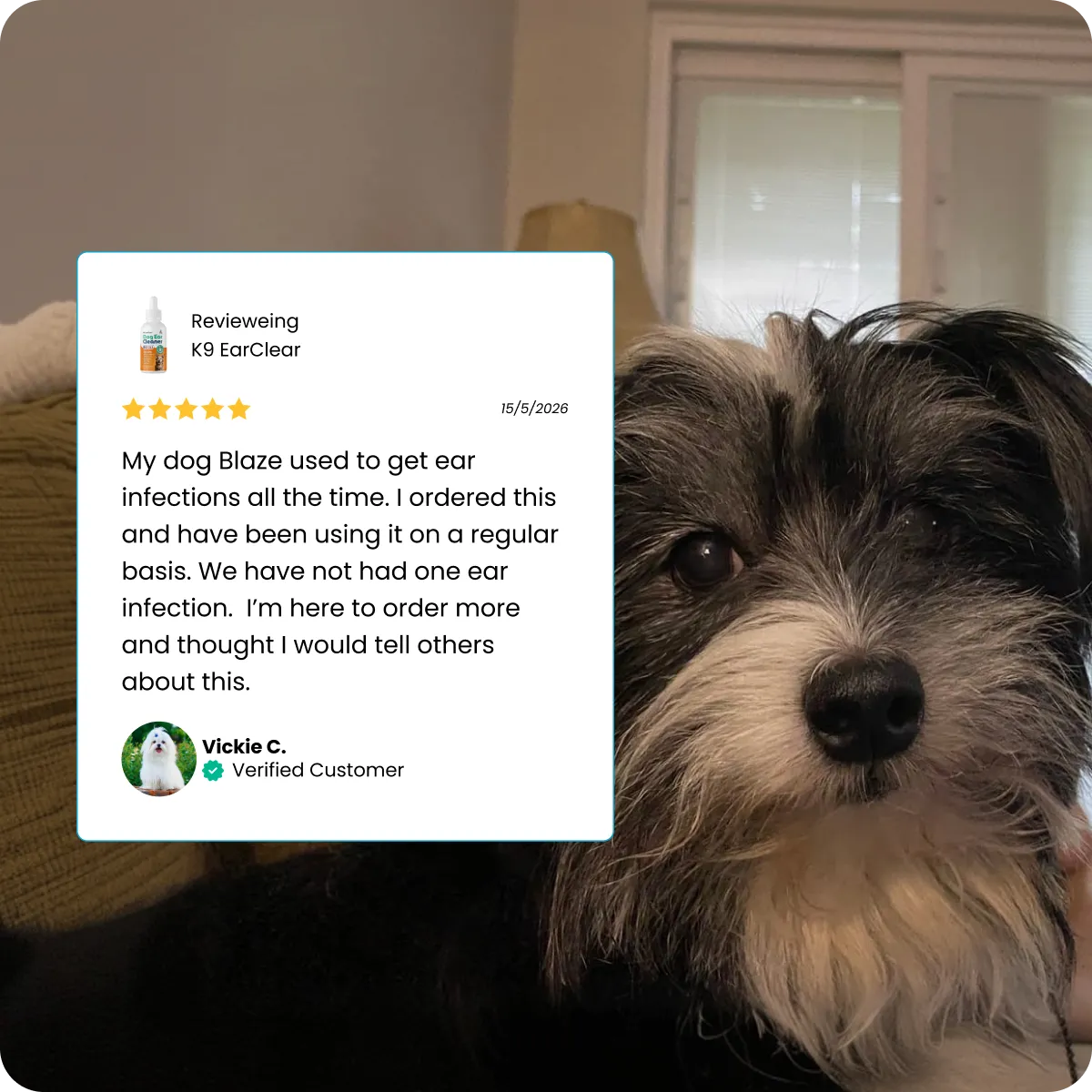 A black and white scruffy dog sits next to a five-star customer review for K9 EarClear.