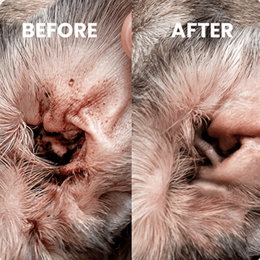 Dog ear before and after