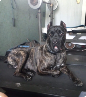 Brindle dog lying on a gym bench with weights in the background.