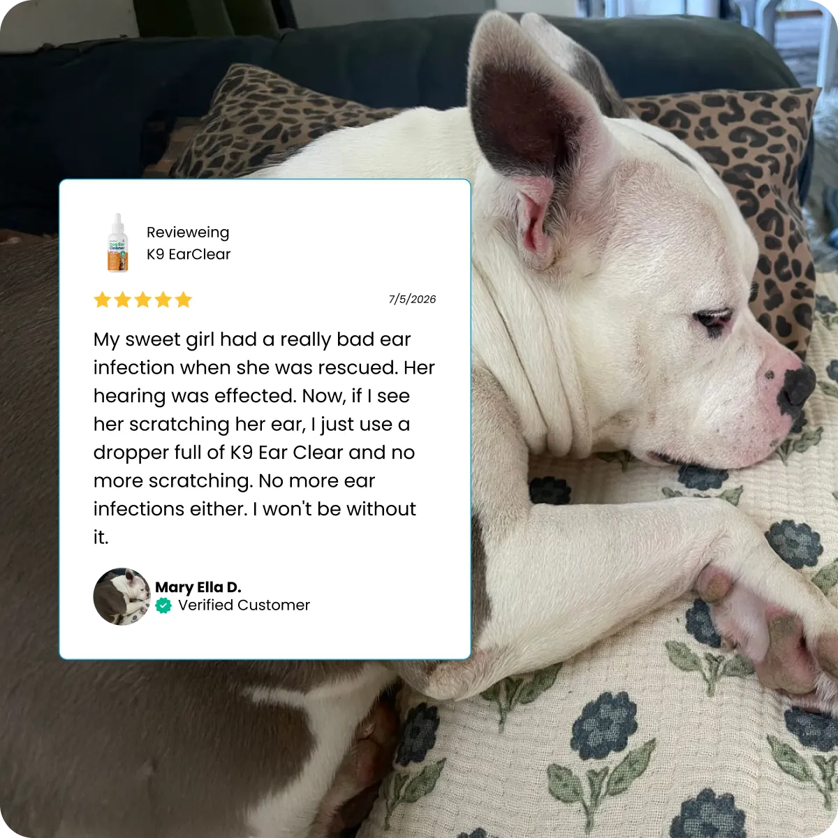 A white dog resting on a couch next to a customer review for K9 EarClear.