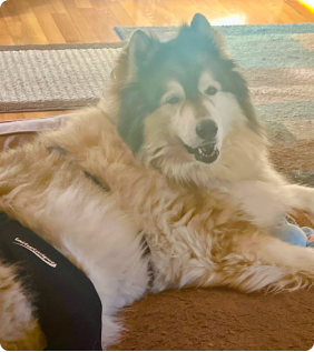 Fluffy dog lying on a rug with a toy nearby.