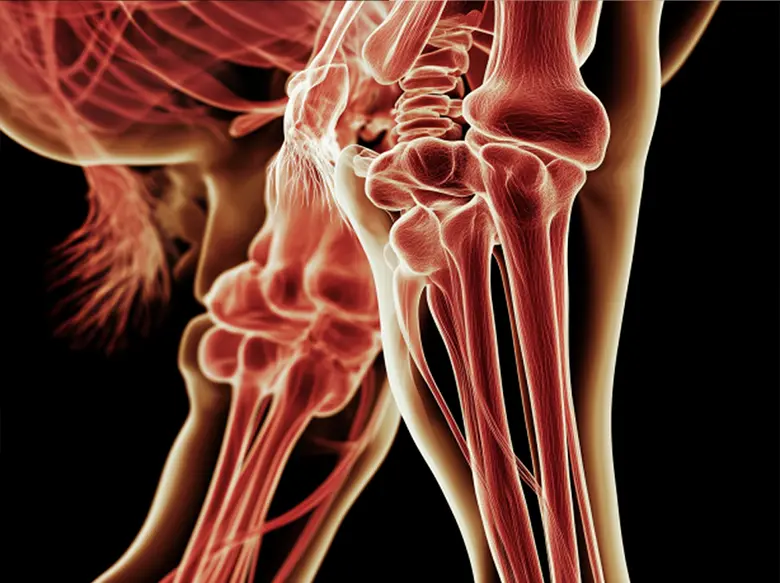 Close-up X-ray view of leg bones in red and orange hues.